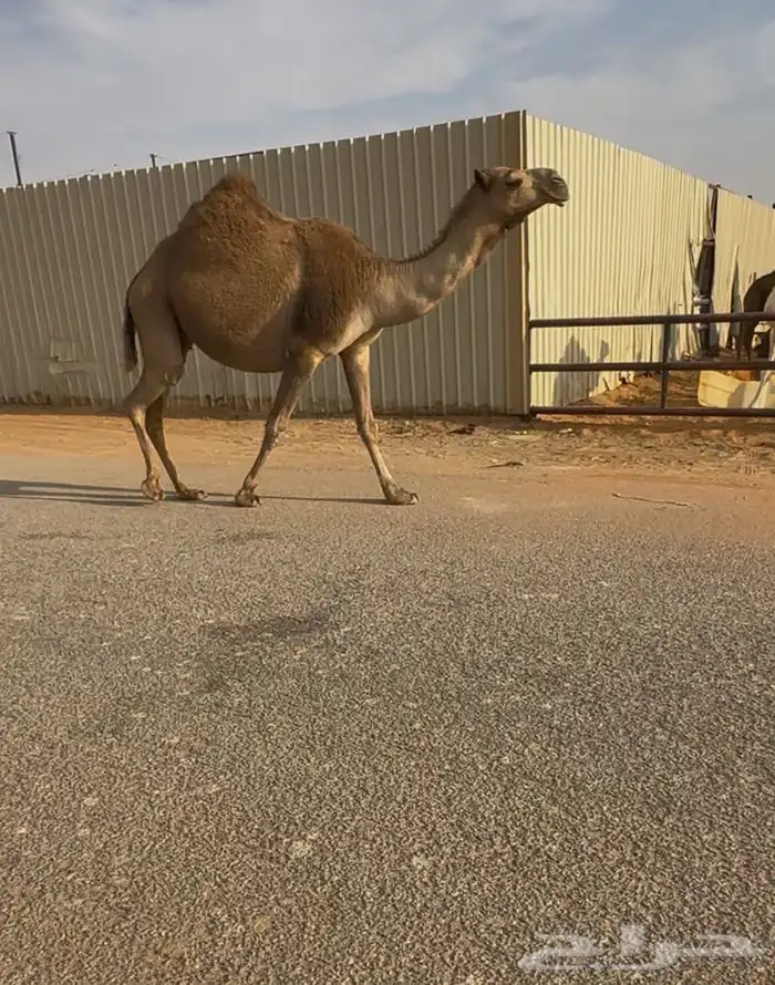 لقحه ثنو ولادها على قريب 2