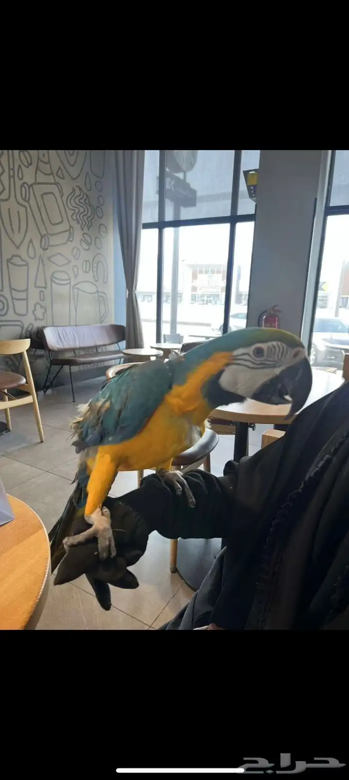 Blue and gold macaw 0