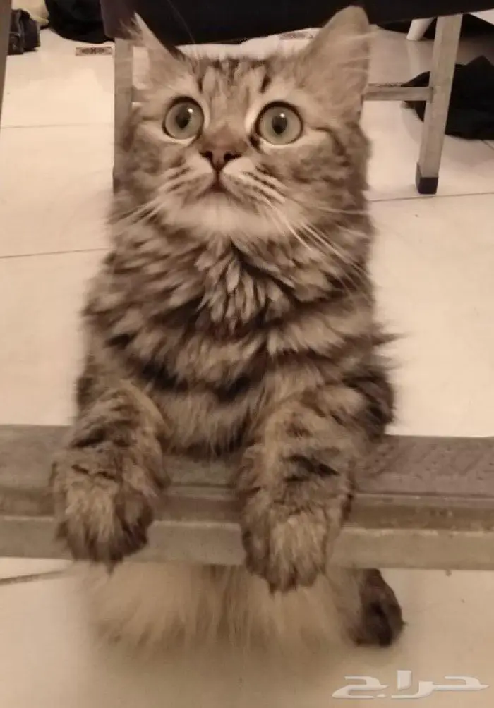 قطة انثى شيرازي للتبني مجانا 0