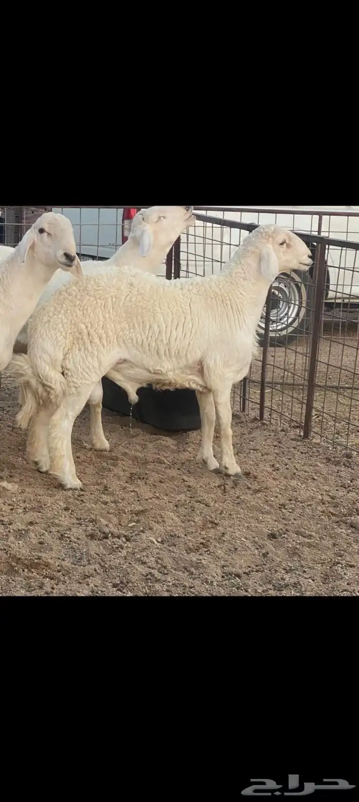 طلي مغلق شحم عمره 6 شهور 0