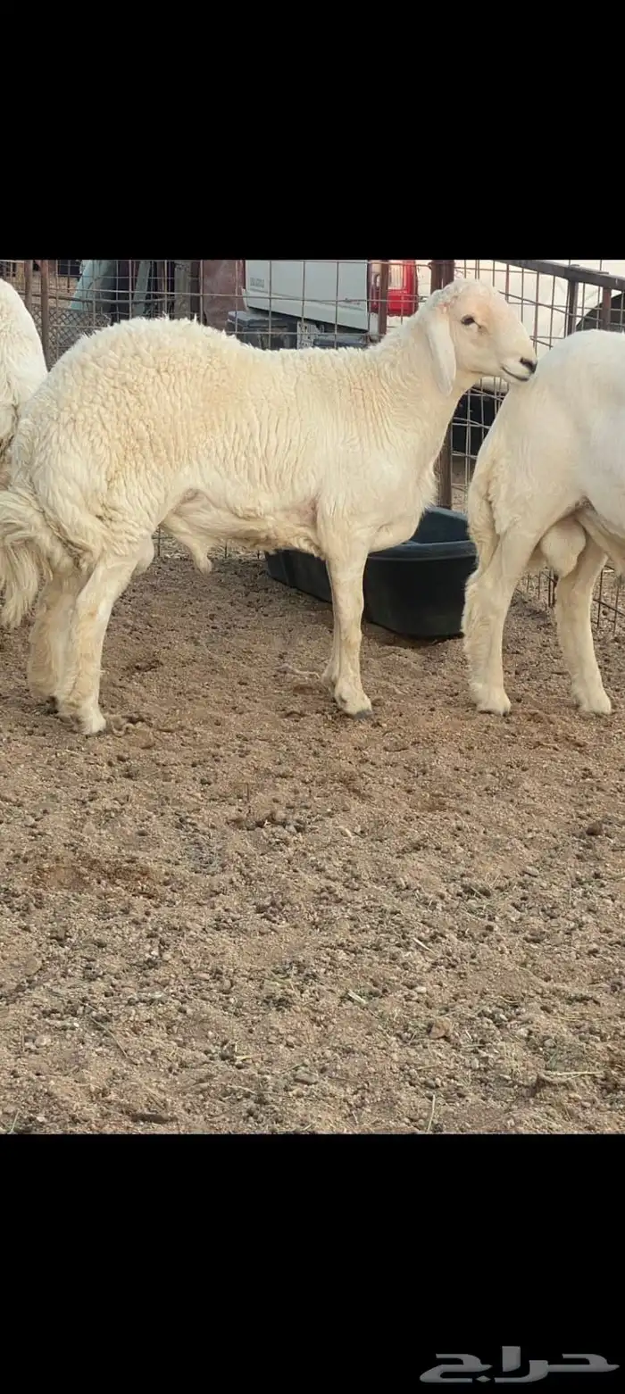 طلي مغلق شحم عمره 6 شهور 1