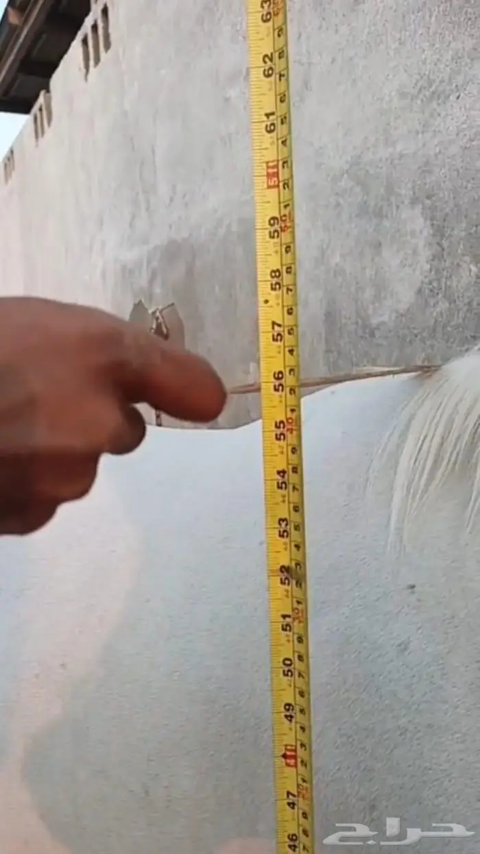 فرس واهو لقاح 2