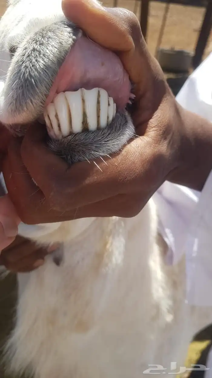 طلي حري رباع مشروط 0