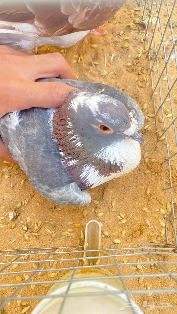 حمام قطيفي زوج 3