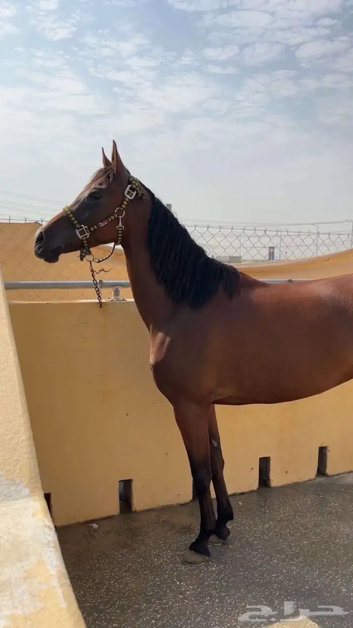 فرس شعبيه من فواخر الشعبيات 1