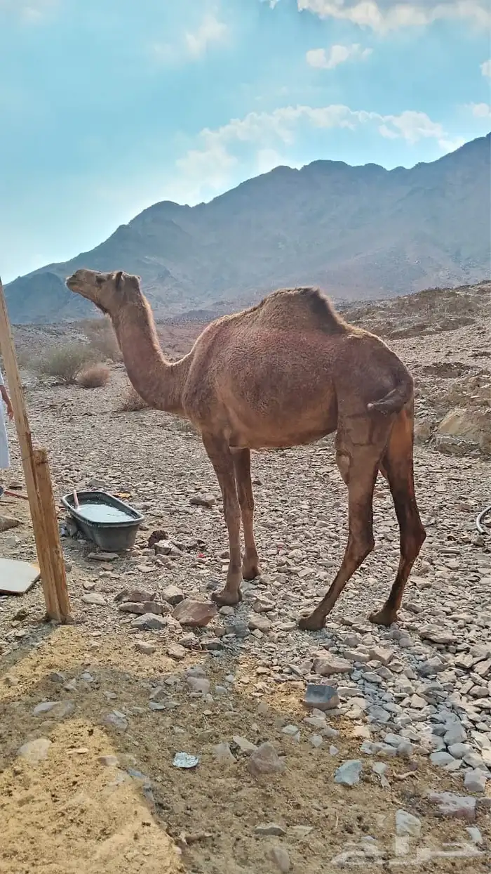 ناقه للبيع ذبح 0