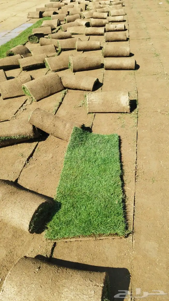 نجيله  ثيل طبيعي تنسيق حدائق 4