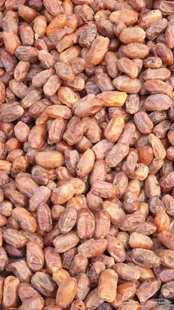 تمر سري الكميه 2000كرتون موز 6