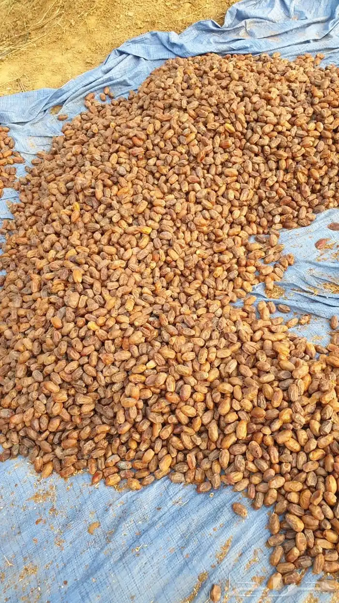 تمر سري الكميه 2000كرتون موز 4