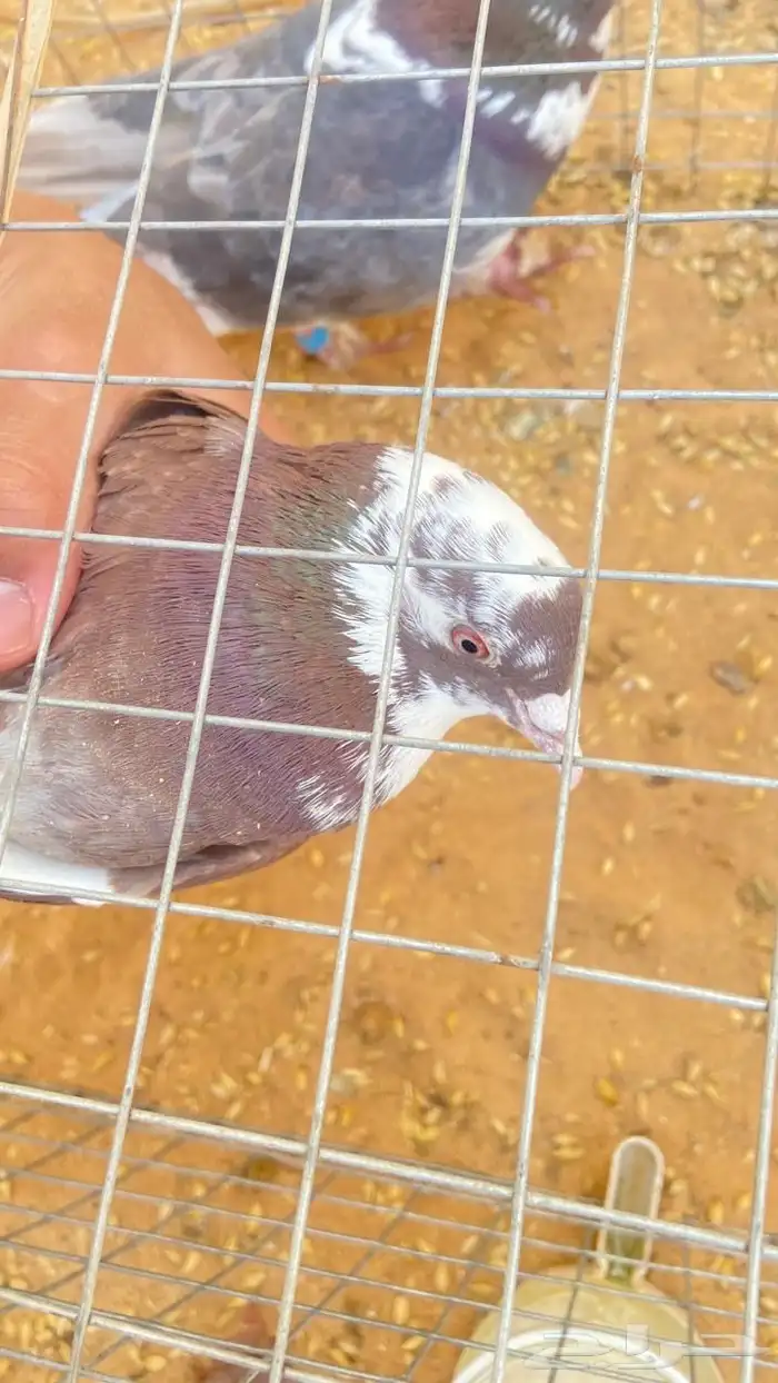 حمام قطيفي زوج 2