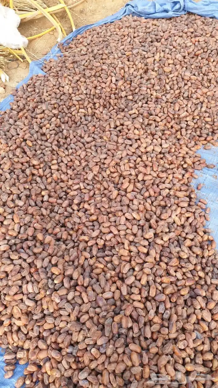 تمر سري الكميه 2000كرتون موز 7