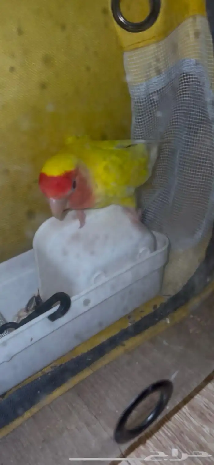 طير روز اليف ماعنده عض نهائيا  و سليم مافيه إلا العافيه 0