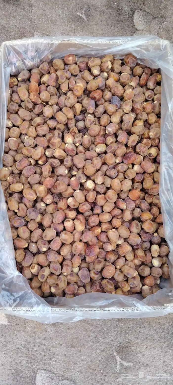 عندي 50 كرتون موز رزيزي و50 كرتون برحي 0