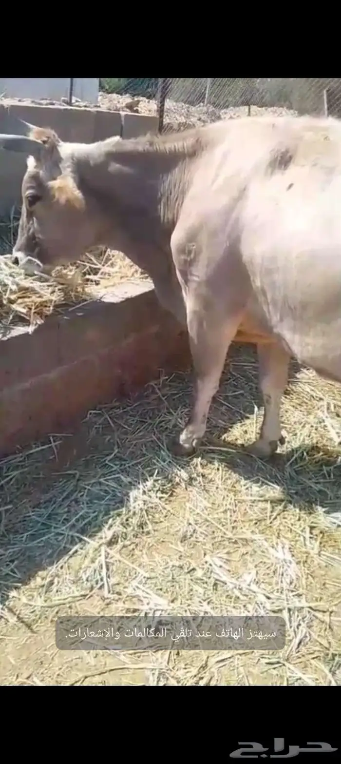 بقره للبيع 0