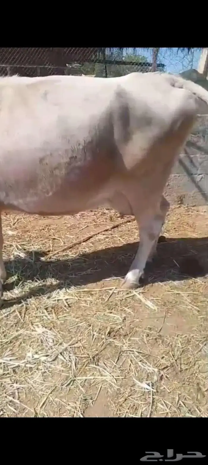 بقره للبيع 2
