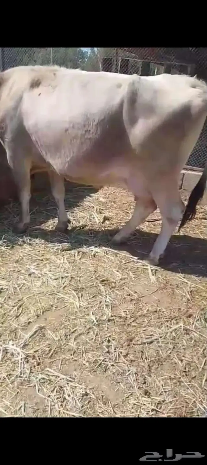 بقره للبيع 1
