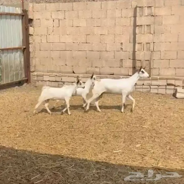 عنز تحتاها 2 تيوس ذبايح 3