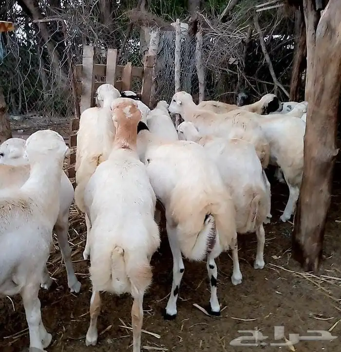 كباشه خرفان 3