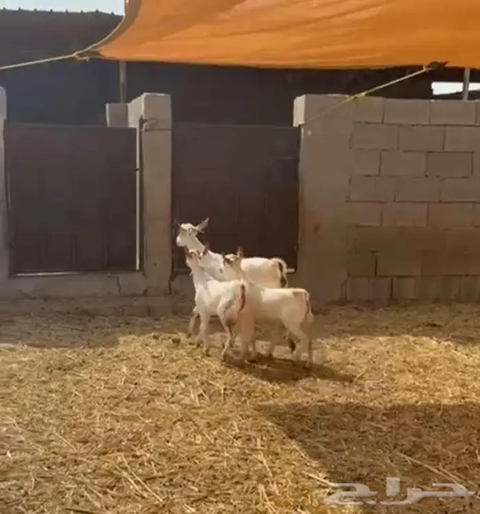 عنز تحتاها 2 تيوس ذبايح 1