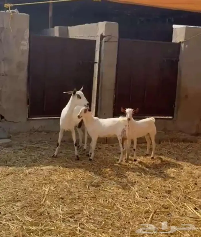 عنز تحتاها 2 تيوس ذبايح 2