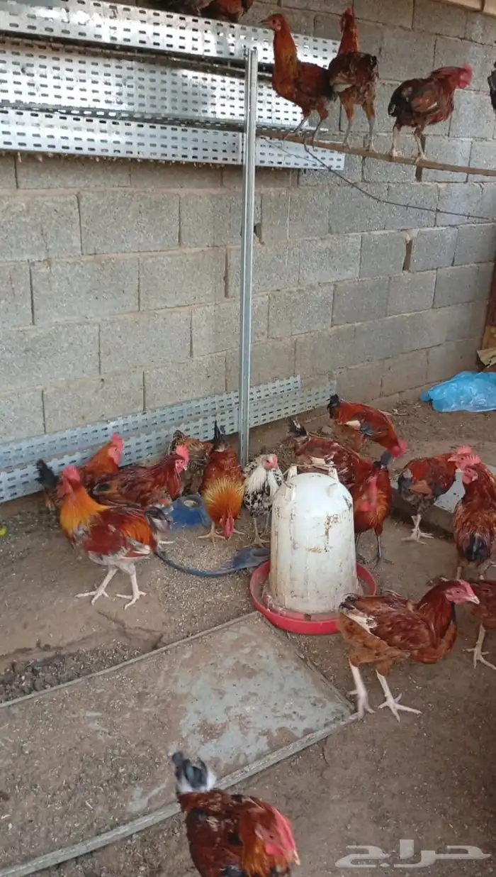 ديكه للبيع 1