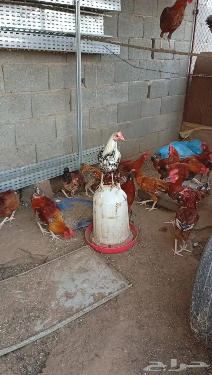 ديكه للبيع 0