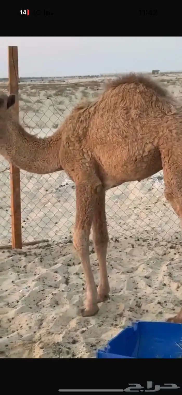 حشي اشعل حول الفل 1