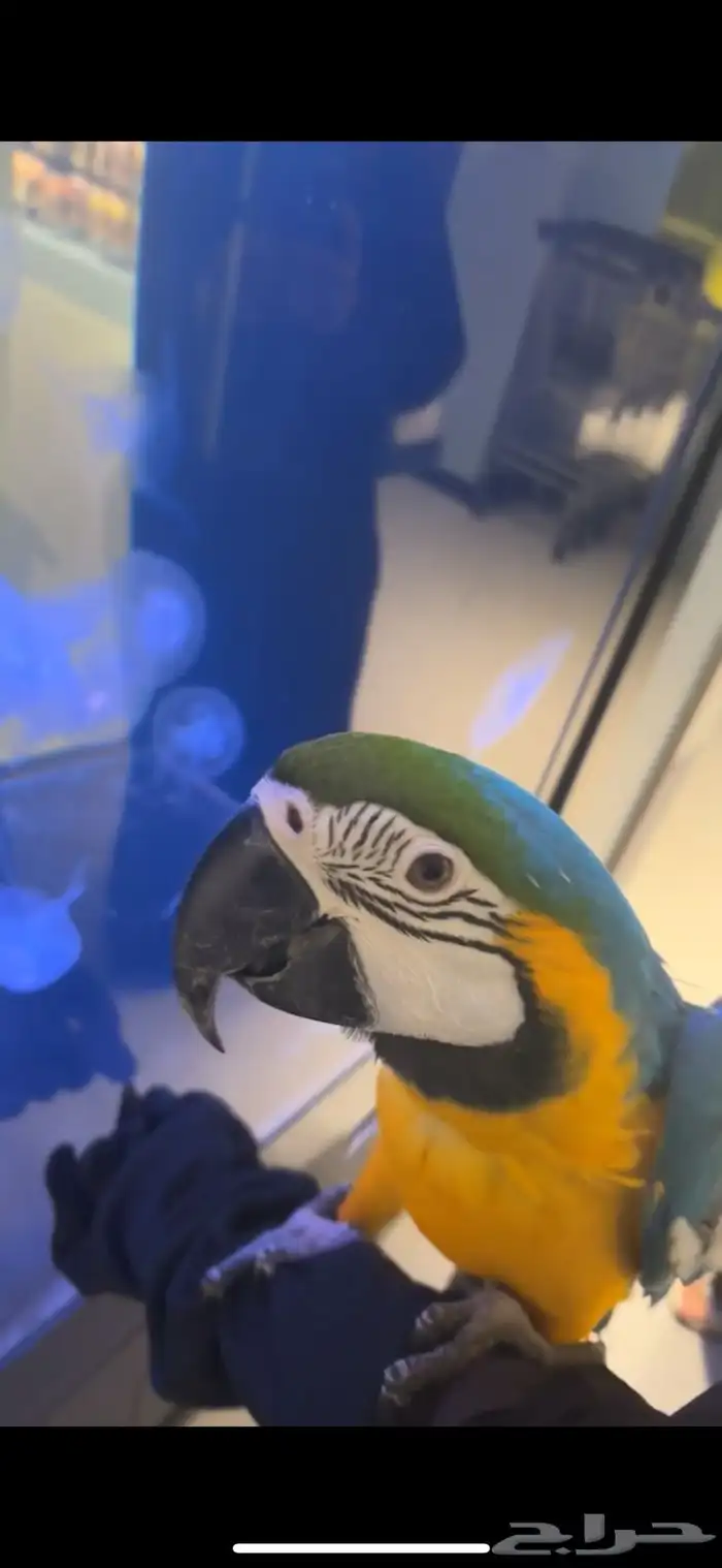 Blue and gold macaw 3