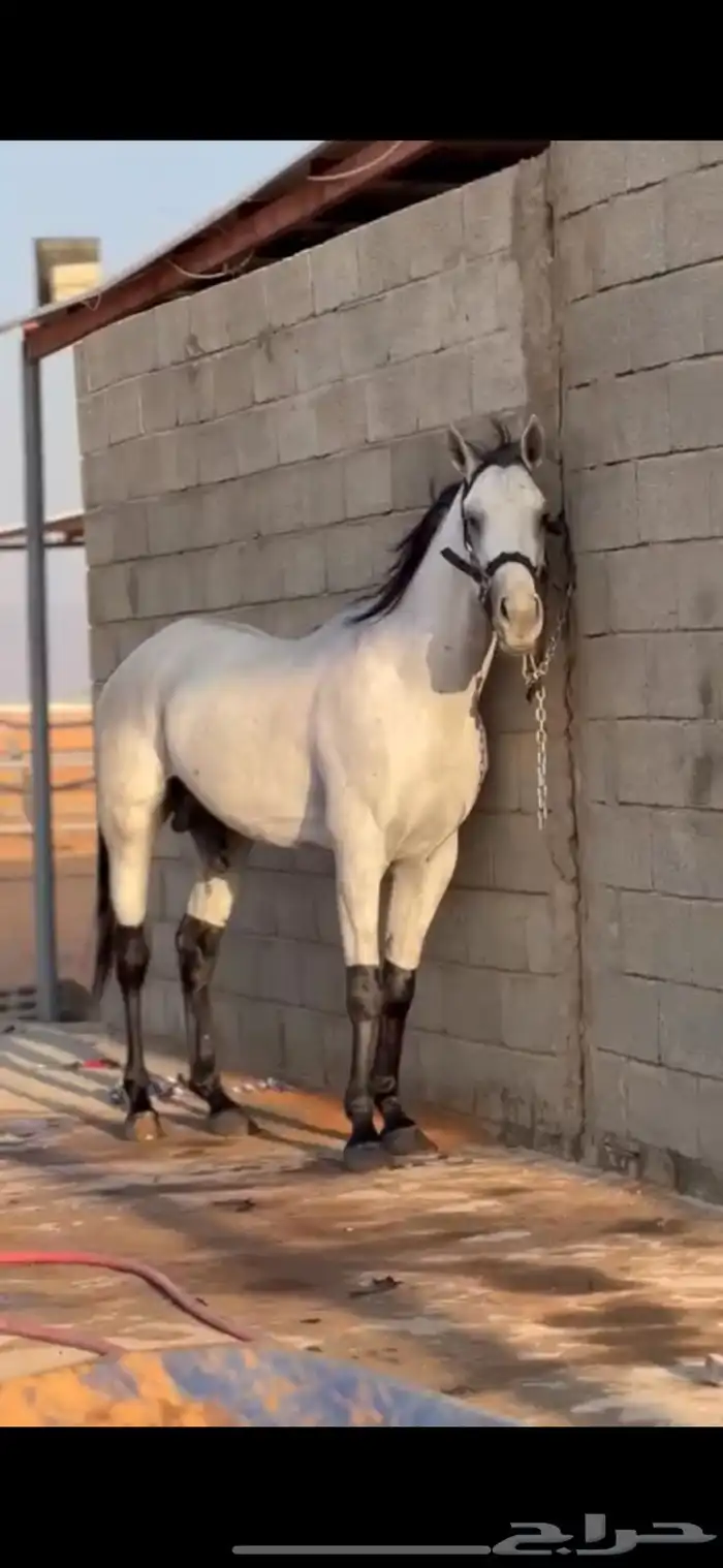 حصان سباق شعبي شرط العمر ثلاثة سنين 0