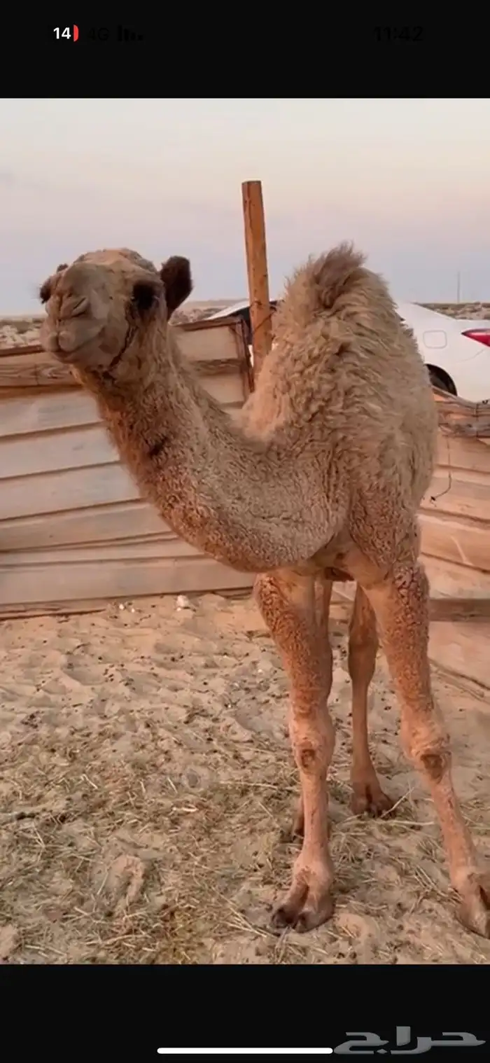 حشي اشعل حول الفل 0