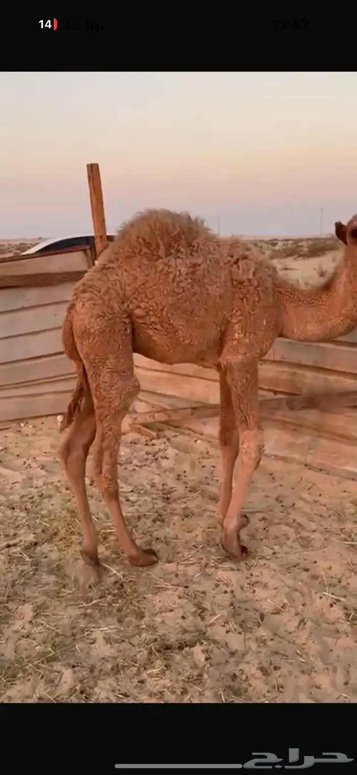 حشي اشعل حول الفل 3