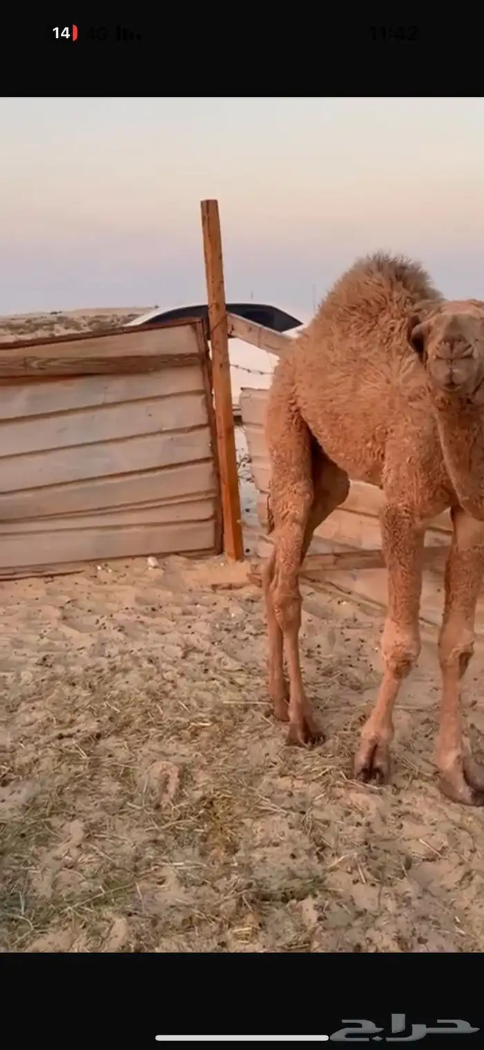 حشي اشعل حول الفل 2