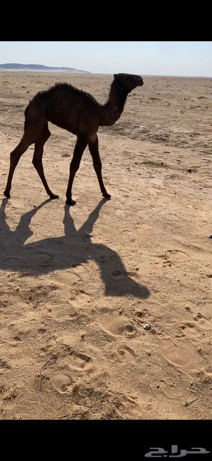 للبيع خلفه كفو 1