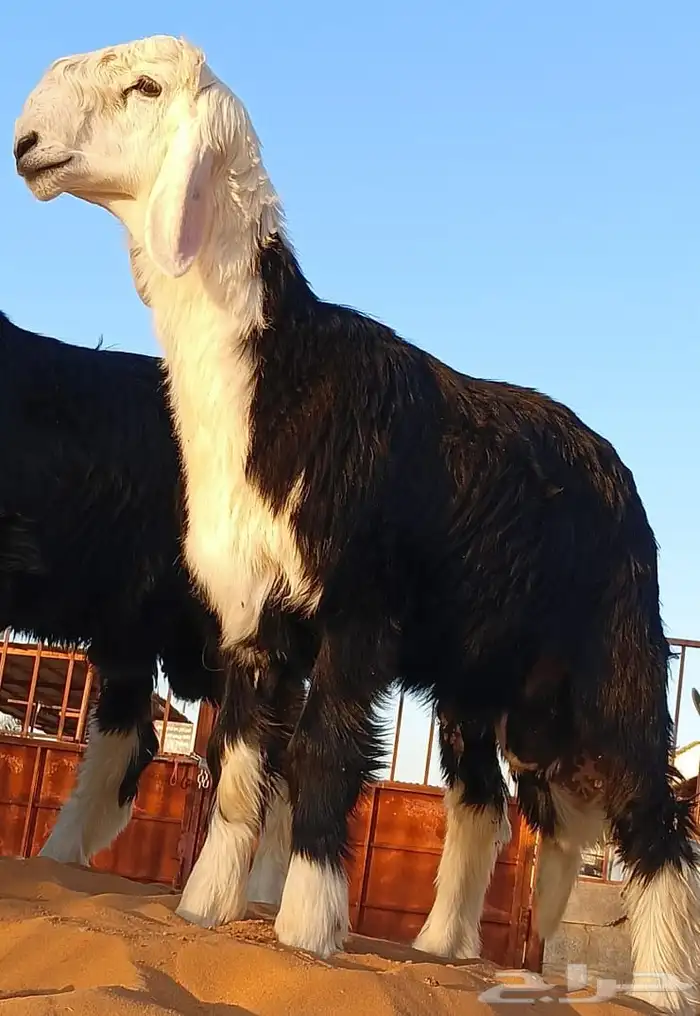 خرفان نجد فاخره 5