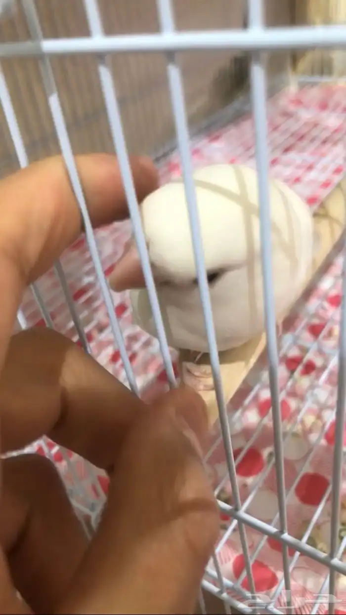 روز البينو عيون حمراء هدد السعر سوم الحد300 8