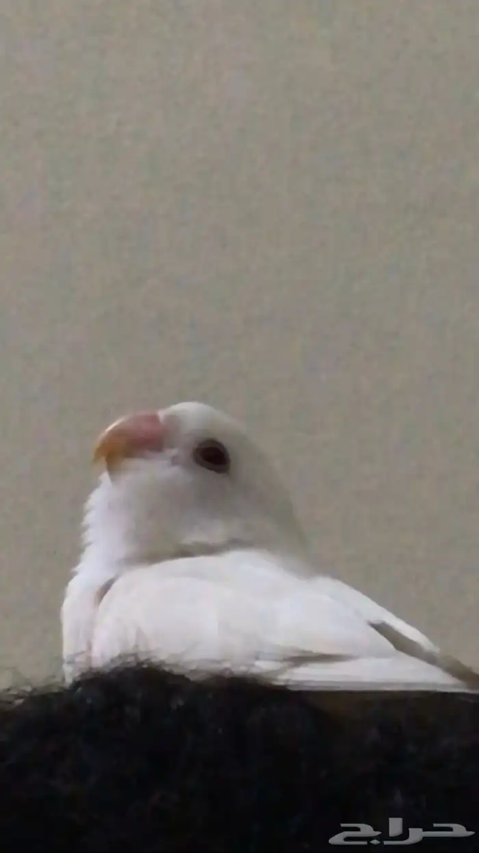 روز البينو عيون حمراء هدد السعر سوم الحد300 5