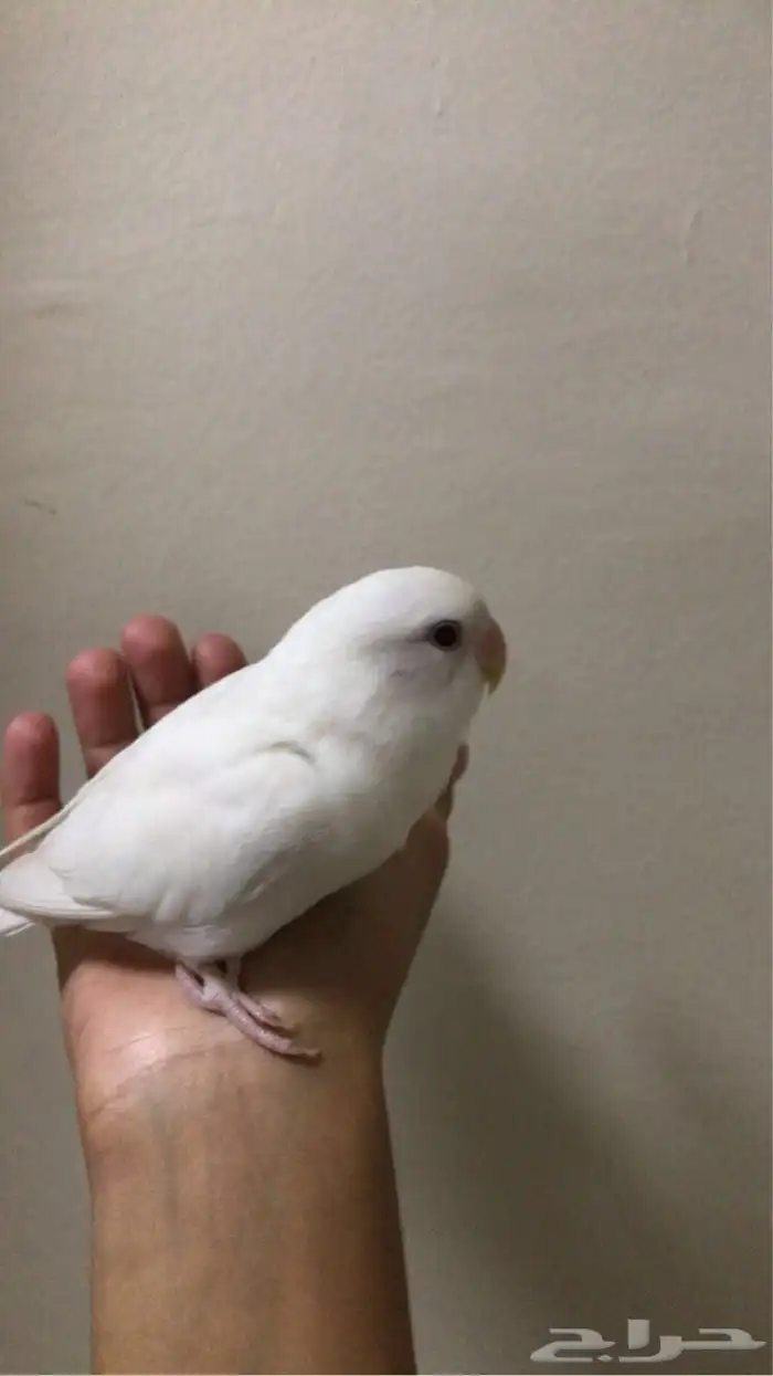 روز البينو عيون حمراء هدد السعر سوم الحد350 0