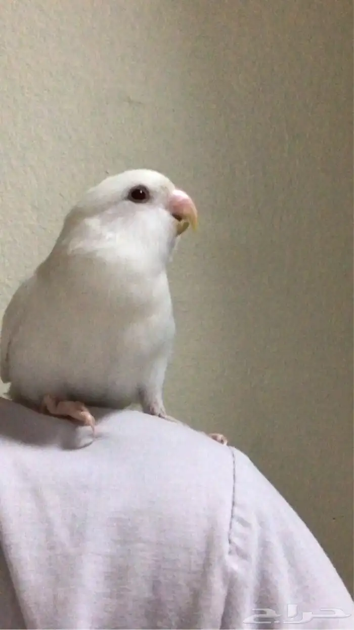 روز البينو عيون حمراء هدد السعر سوم الحد300 1