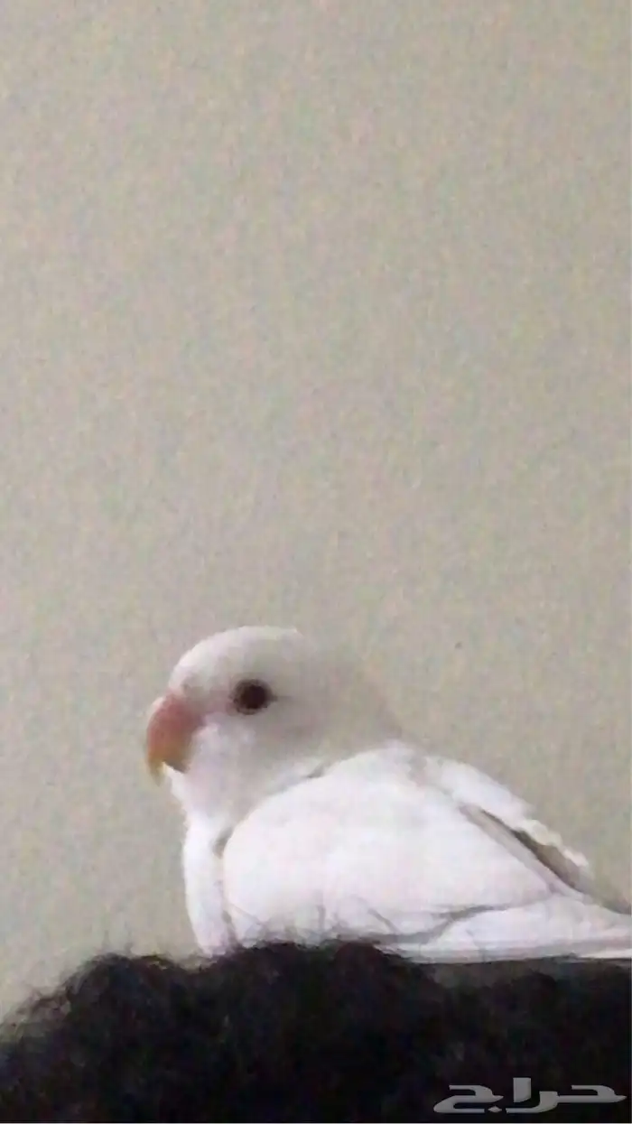 روز البينو عيون حمراء هدد السعر سوم الحد350 2