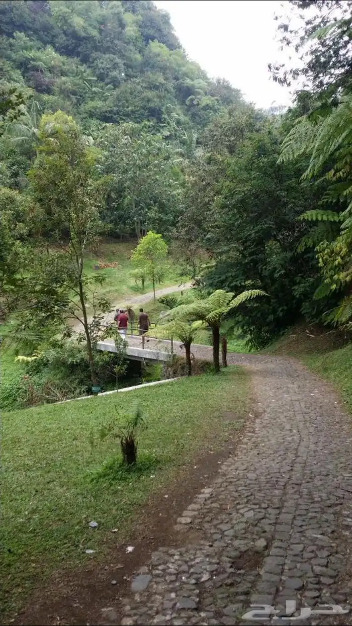 المشاركة بشقه عزاب 0