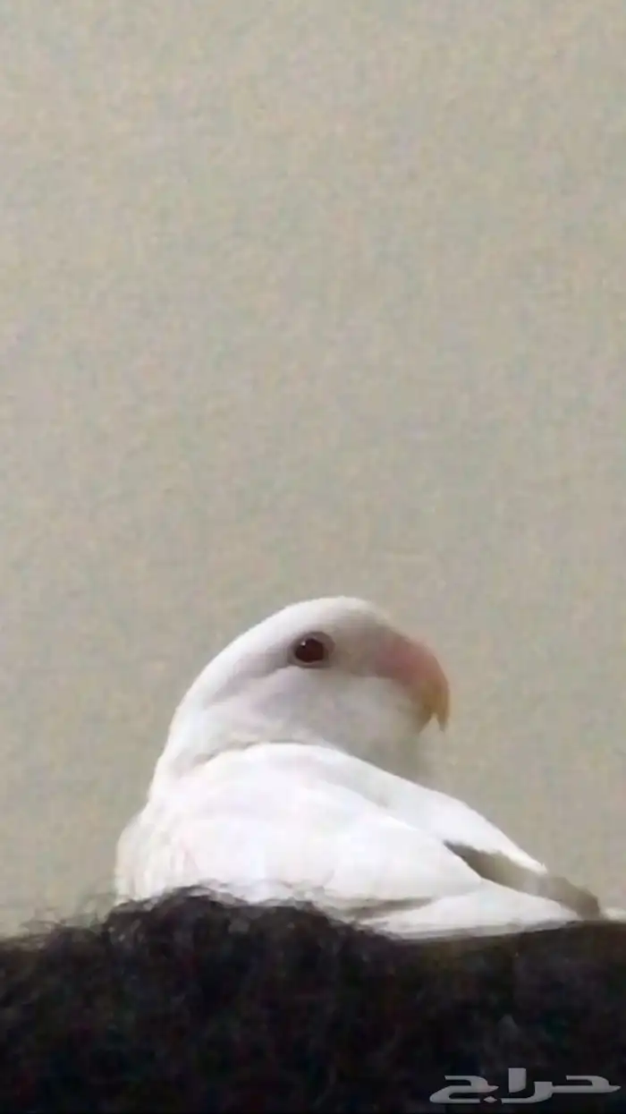 روز البينو عيون حمراء هدد السعر سوم الحد350 5