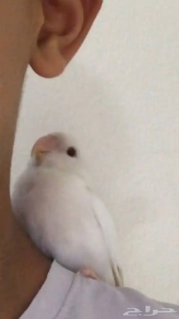 روز البينو عيون حمراء هدد السعر سوم الحد300 3