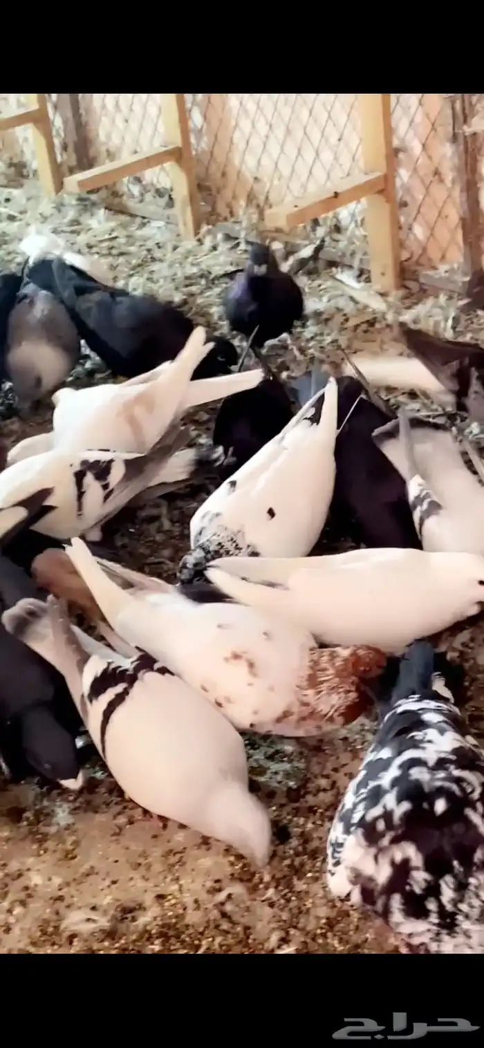 40 طير حمام سوري جمله 3