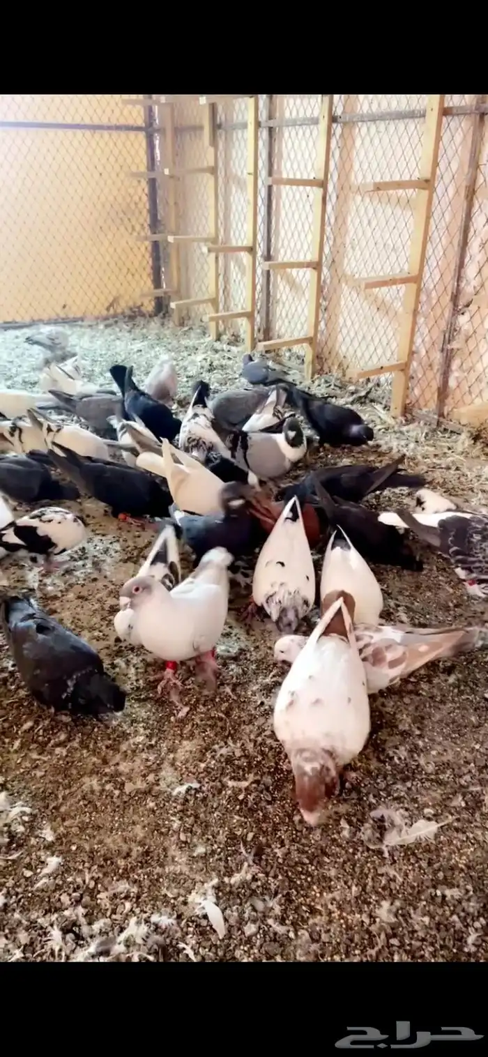 40 طير حمام سوري جمله 1