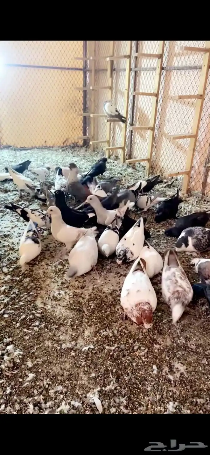 40 طير حمام سوري جمله 2