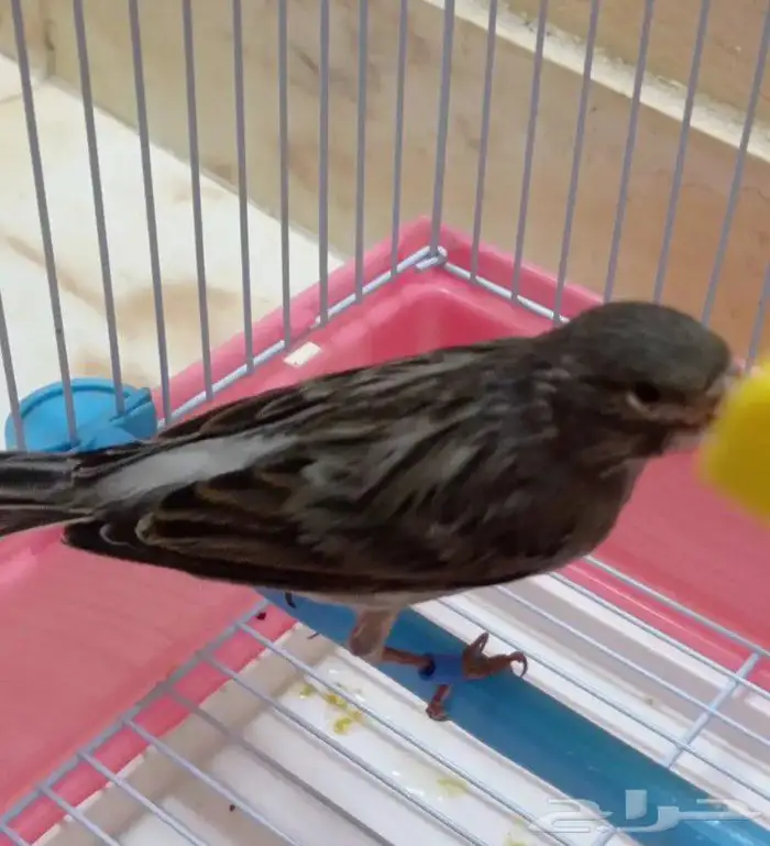 ذكر كناري تغريد حريقة 0