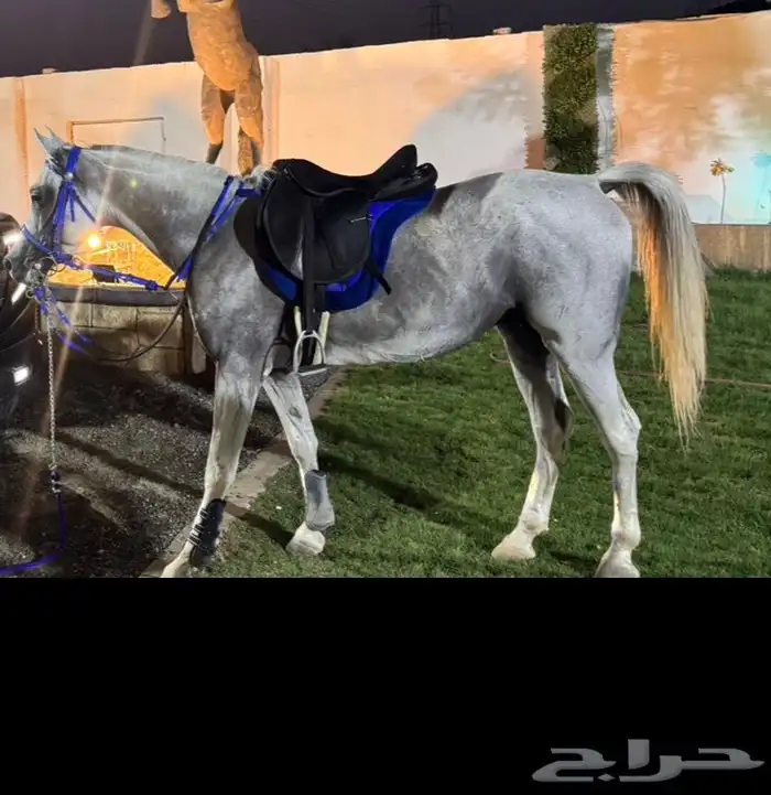 خيل شعبي اصفر 6