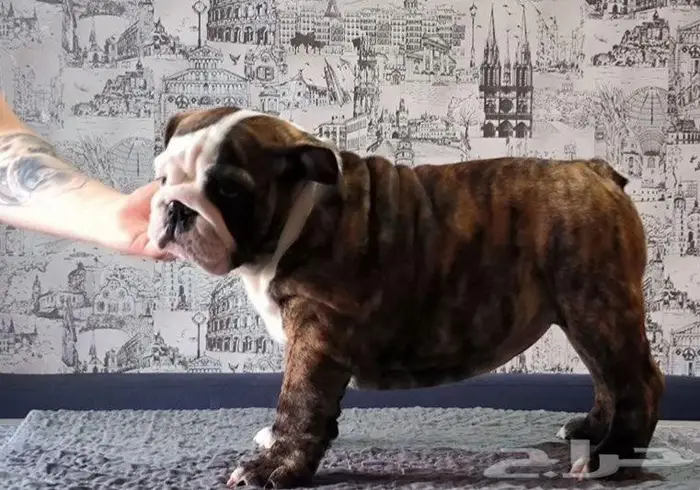 جراء انجليش بلدوغ للبيع 3