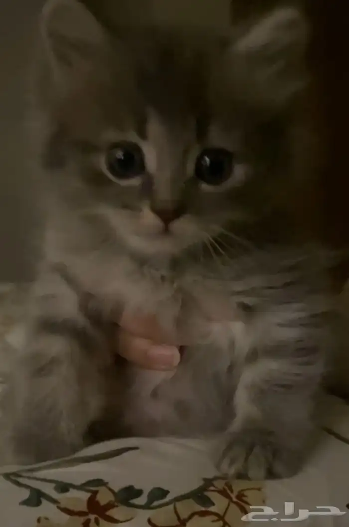 قطة للبيع ب150 3