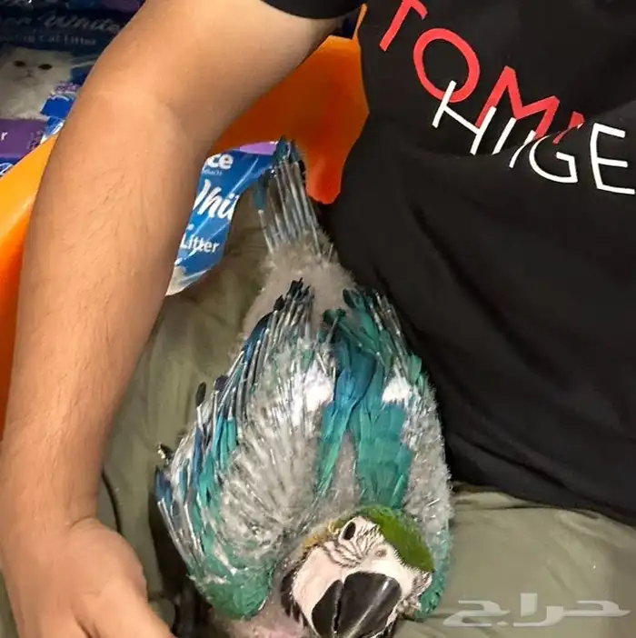 Blue and gold macaw 4